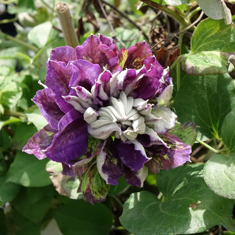 Clematis patens Shin-Shigyoku - Bosrank (Bloei)