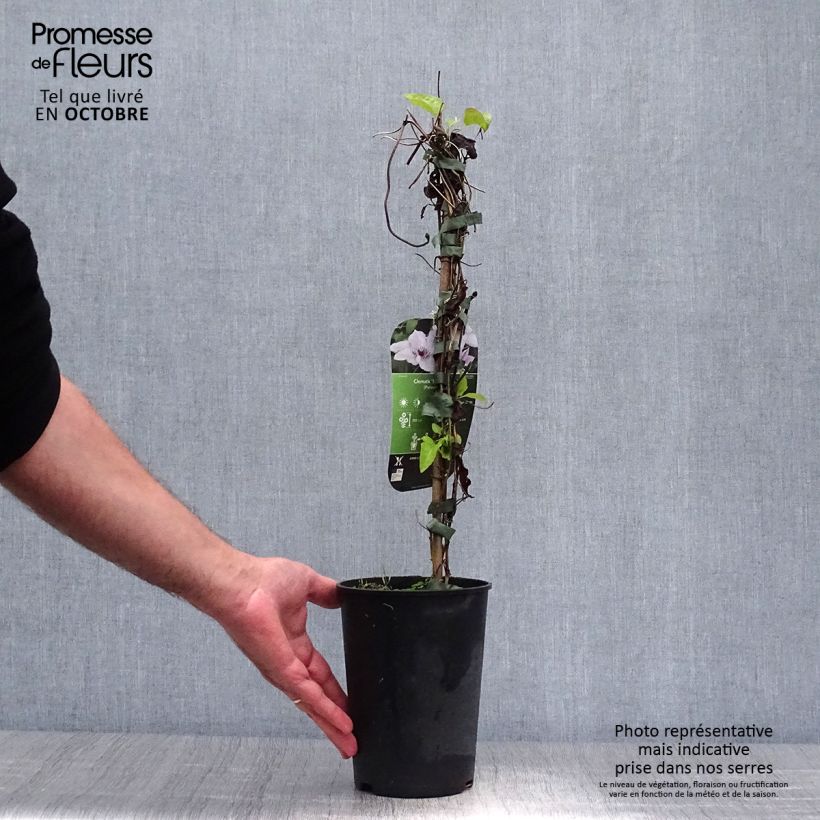Exemplaar van Clematis patens Snow Queen - Bosrank Pot van 2 l/3 l zoals geleverd in de herfst