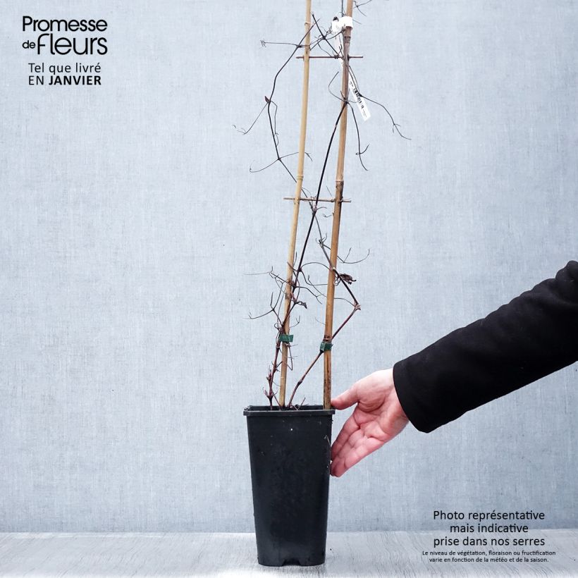 Example of Clématite - Clematis Solidarnosc Pot van 2 l/3 l as you get in hiver