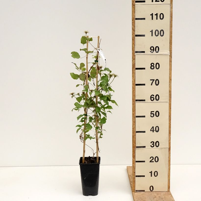 Exemplaar van Clematis patens Solidarnosc - Bosrank Pot van 2 l/3 l zoals geleverd in de lente