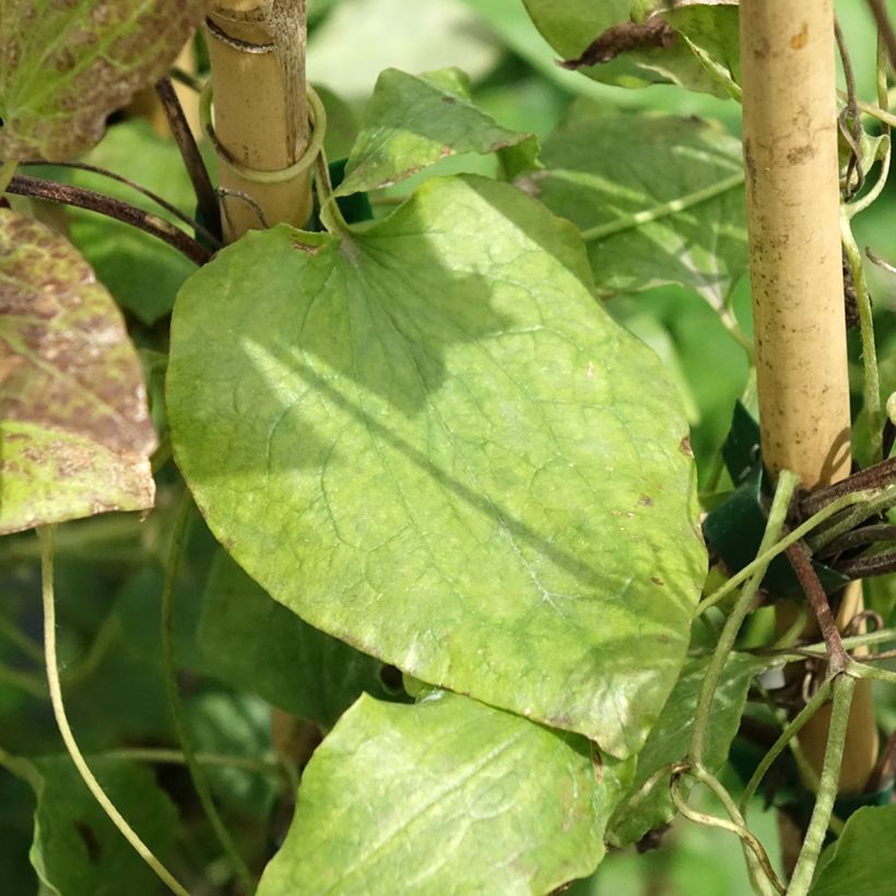 Clematis patens Solidarnosc - Bosrank (Blad)