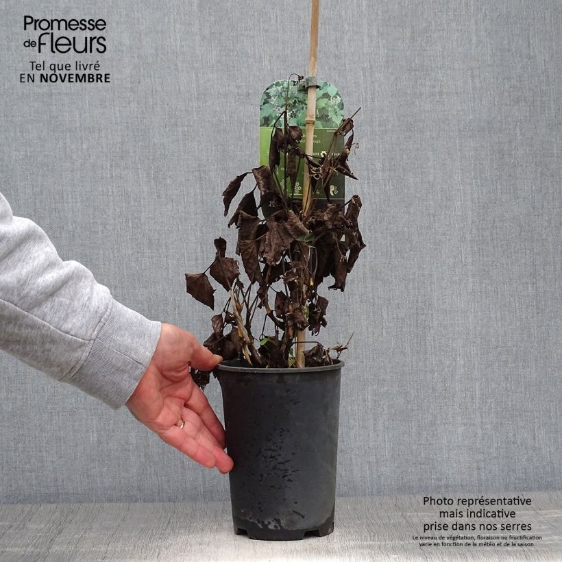 Exemplaar van Clematis stans - Struikclematis Pot van 2 l/3 l zoals geleverd in de herfst
