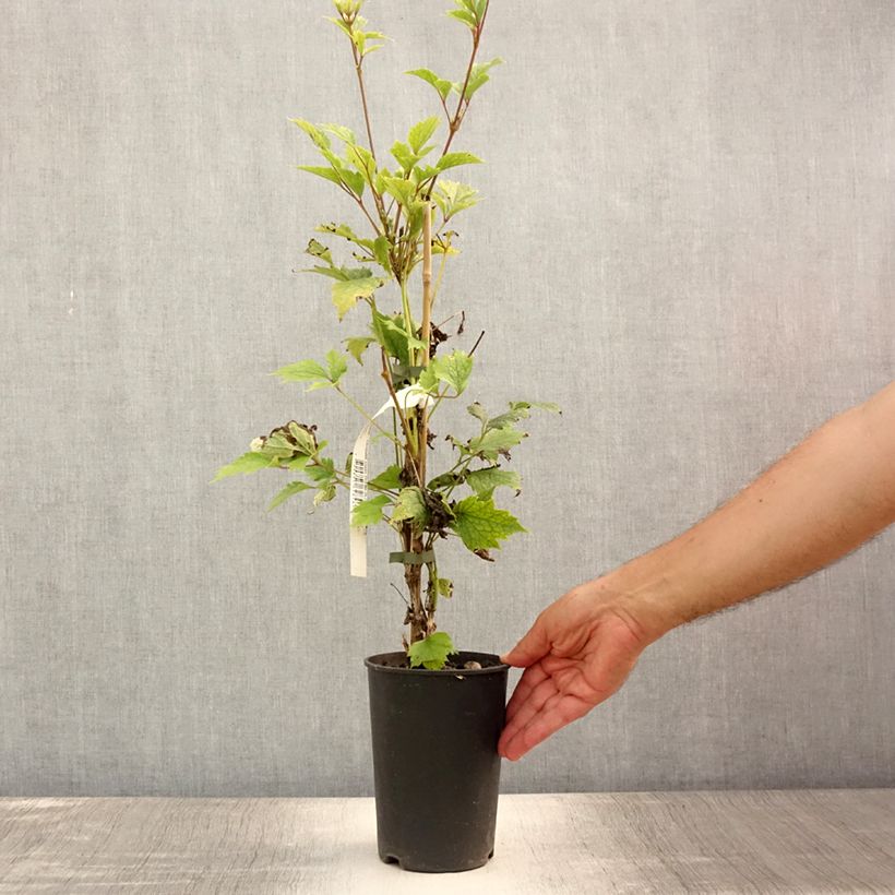 Exemplaar van Clematis stans - Struikclematis Pot van 2 l/3 l zoals geleverd in de zomer