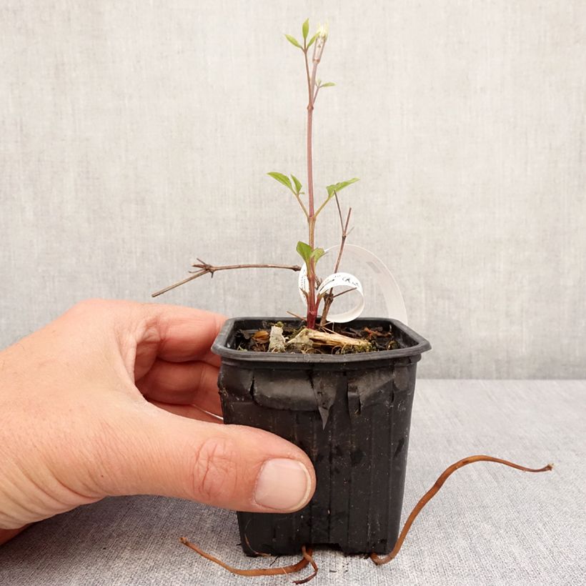 Exemplaar van Clematis Star of India - Grootbloemige clematis Kweekpotje van 8/9 cm zoals geleverd in de lente