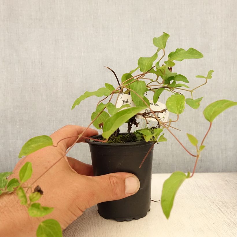Exemplaar van Clematis Sunset - Grootbloemige clematis Kweekpotje van 8/9 cm zoals geleverd in de zomer