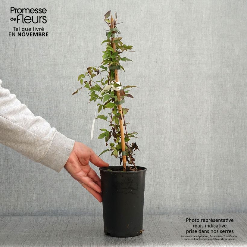 Exemplaar van Clematis Supernight - Italiaanse clematis Pot van 2 l/3 l zoals geleverd in de herfst