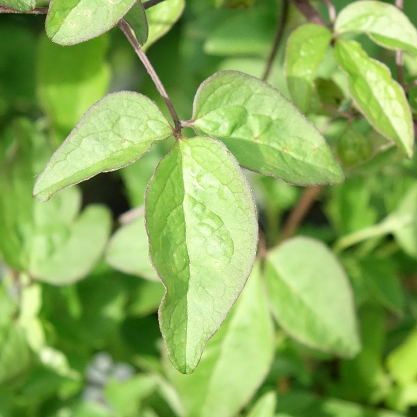 Clematis Supernight - Italiaanse clematis (Blad)