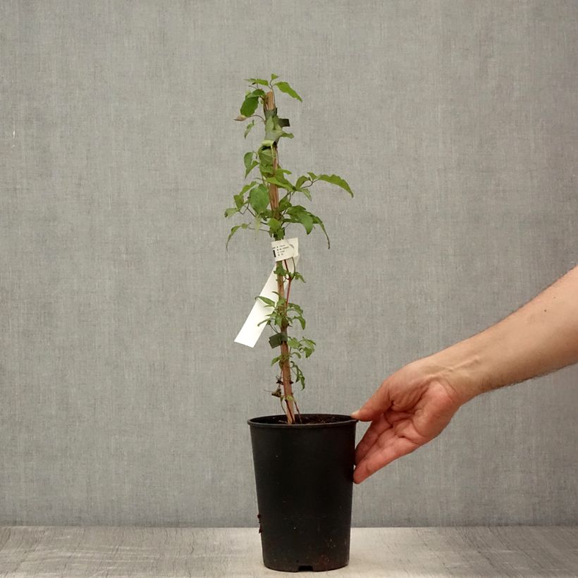 Exemplaar van Clematis Taiga - Grootbloemige clematis Pot van 1,5 l/2 l zoals geleverd in de zomer