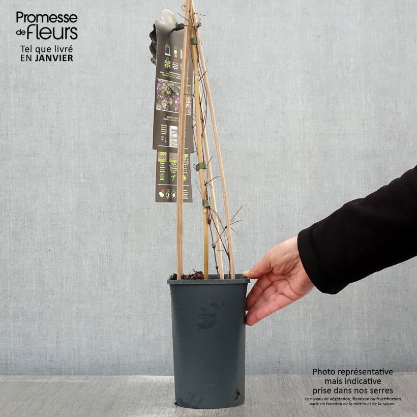 Example of Clematis Taiga - Grootbloemige clematis Pot van 1,5 l/2 l as you get in hiver