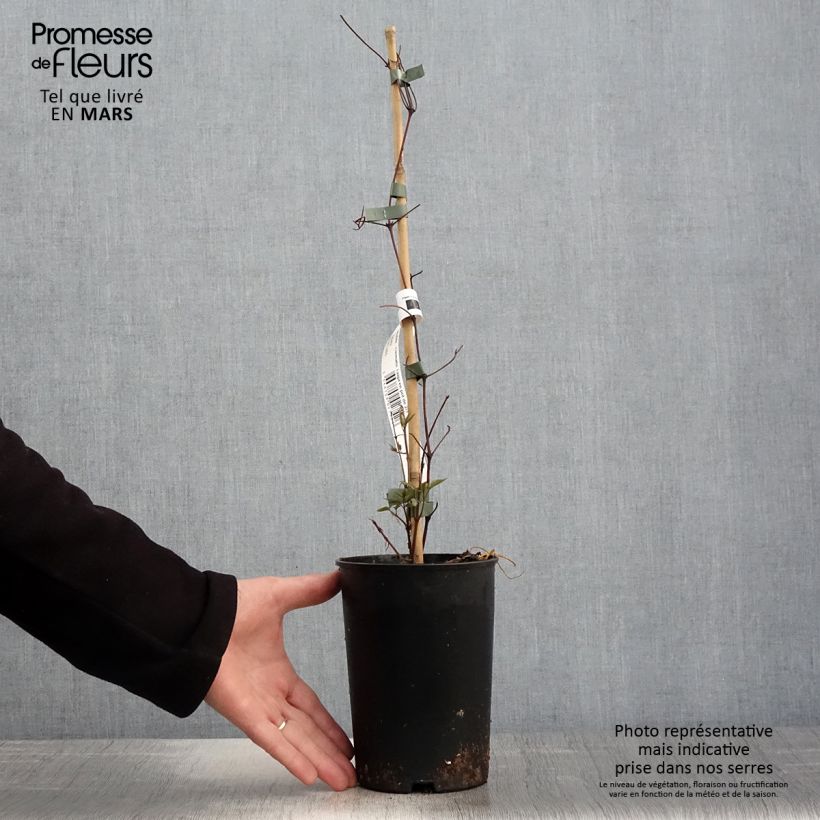 Exemplaar van Clematis Taiga - Grootbloemige clematis Pot van 1,5 l/2 l zoals geleverd in de lente