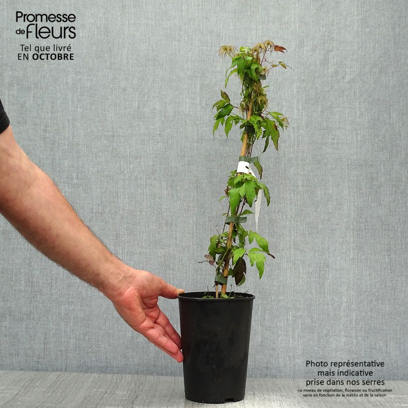 Exemplaar van Clematis tangutica Grace - Gouden bosrank Pot van 2 l/3 l zoals geleverd in de herfst