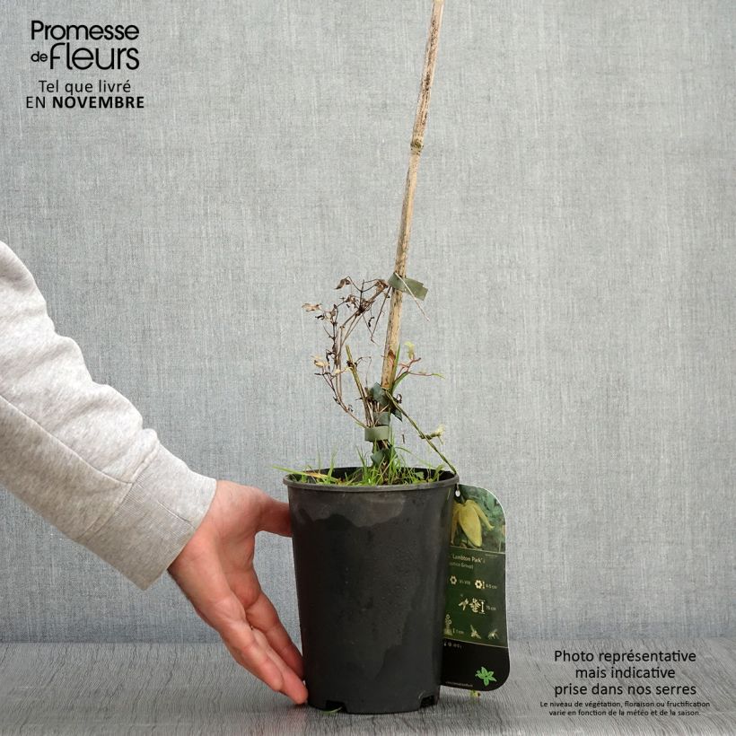 Exemplaar van Clematis tangutica Lambton Park - Gouden bosrank Pot van 2 l/3 l zoals geleverd in de herfst