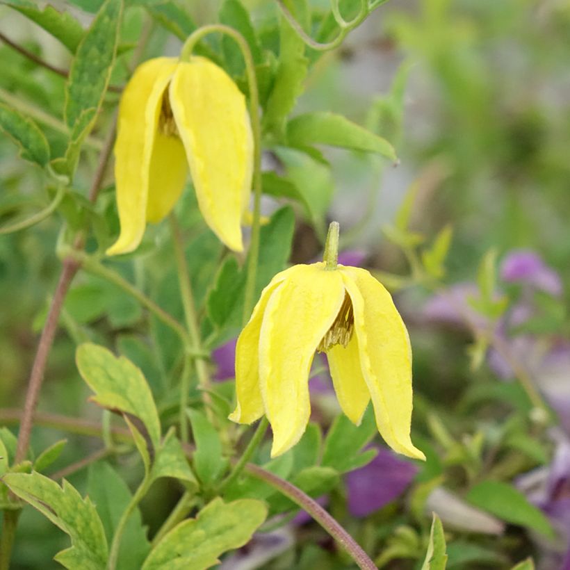 Clematis tangutica Lambton Park - Gouden bosrank (Bloei)