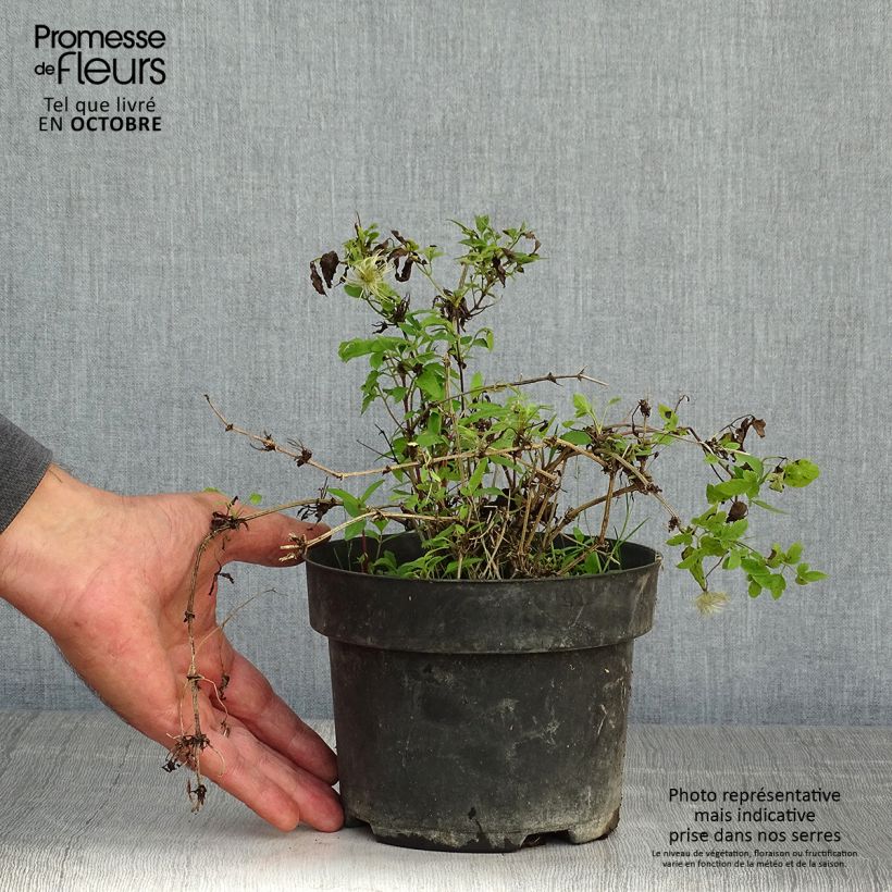 Exemplaar van Clematis tangutica Little Lemons - Gouden bosrank Pot van 2 l/3 l zoals geleverd in de herfst