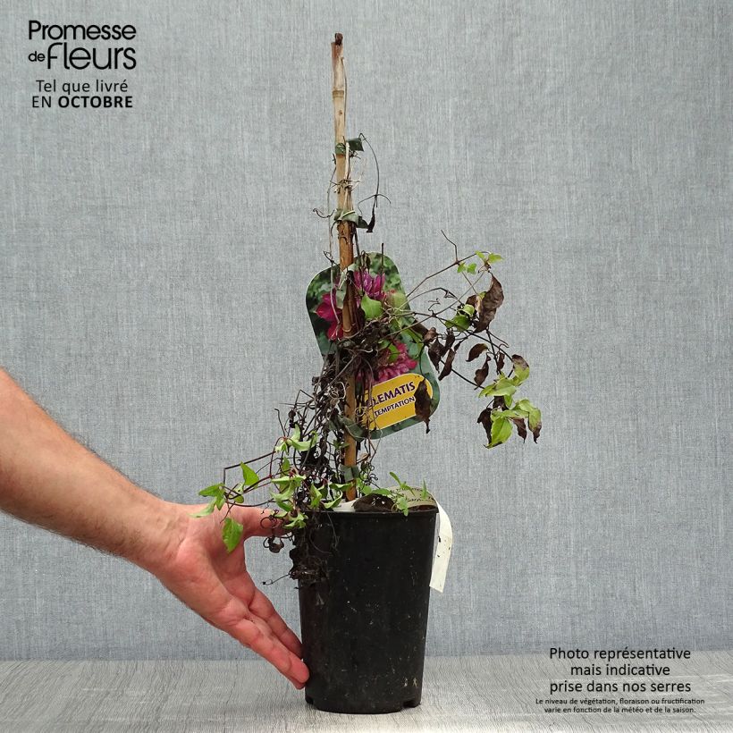 Exemplaar van Clematis patens Temptation - Bosrank Pot van 2 l/3 l zoals geleverd in de herfst