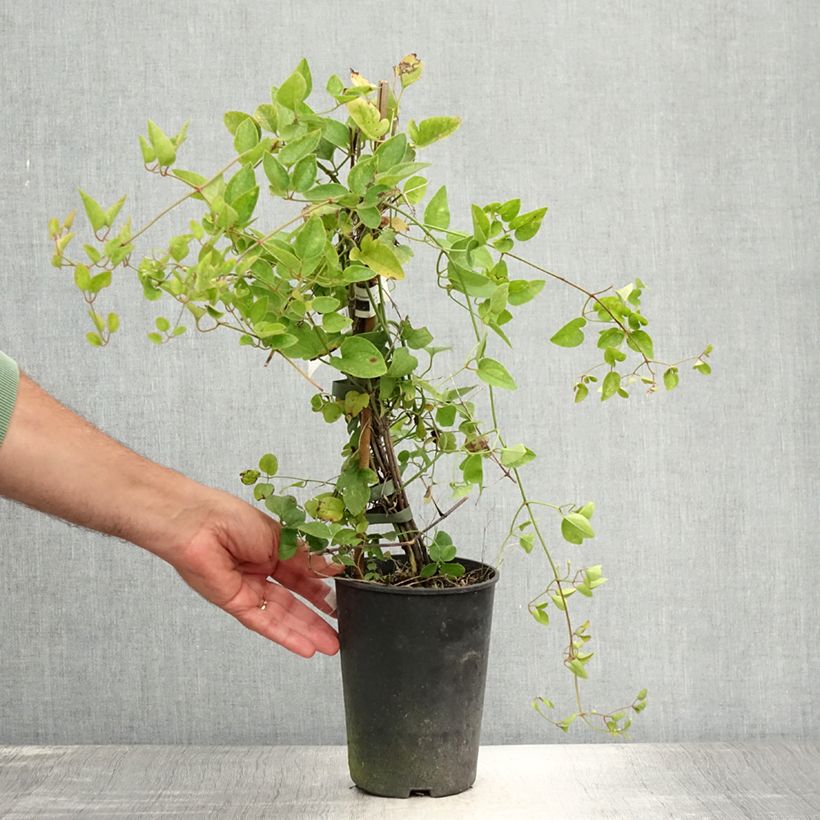 Exemplaar van Clematis terniflora - Kleinbloemige clematis Pot van 2 l/3 l zoals geleverd in de zomer
