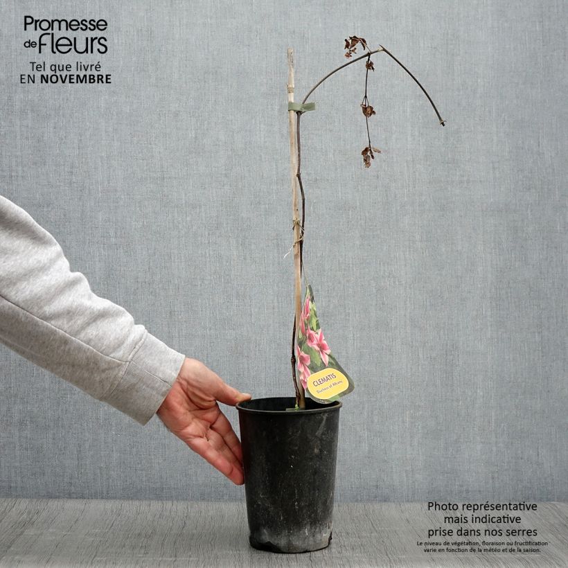 Exemplaar van Clematis texensis Duchess of Albany - Bosrank Pot van 2 l/3 l zoals geleverd in de herfst