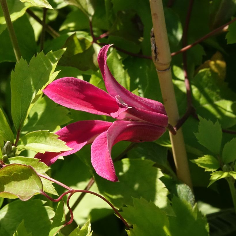 Clematis texensis Duchess of Albany - Bosrank (Bloei)