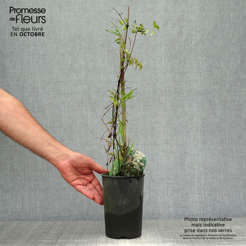 Exemplaar van Clematis texensis Mienie Belle - Bosrank Pot van 2 l/3 l zoals geleverd in de herfst