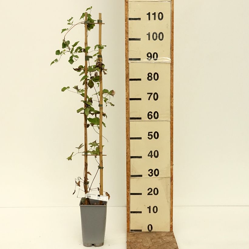 Exemplaar van Clématite - Clematis texensis Notre-Dame de Paris Pot de 3L/4L zoals geleverd in de zomer