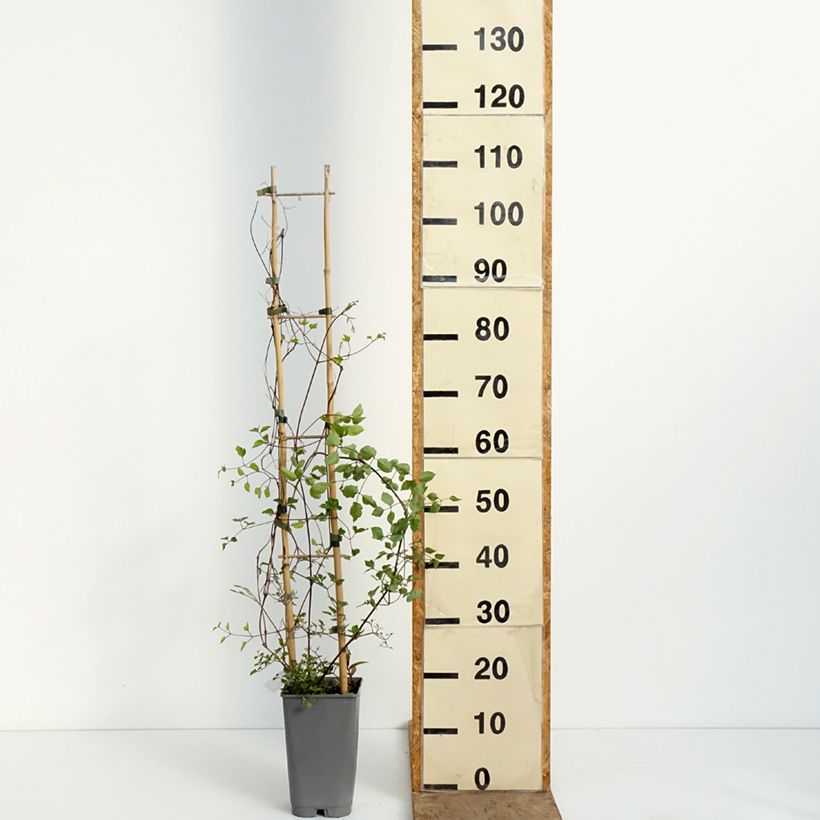 Exemplaar van Clématite - Clematis texensis Notre-Dame de Paris Pot van 3 l/4 l zoals geleverd in de lente
