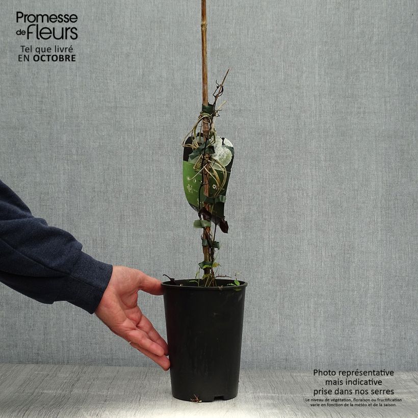 Exemplaar van Clematis patens The Bride - Bosrank Pot van 2 l/3 l zoals geleverd in de herfst