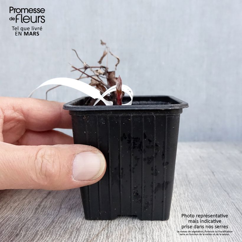 Exemplaar van Clematis The President - Bosrank Kweekpotje van 8/9 cm zoals geleverd in de lente