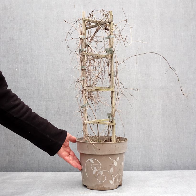 Example of Clématite - Clematis Three Sisters tricolore Pot van 6 l/7 l as you get in hiver