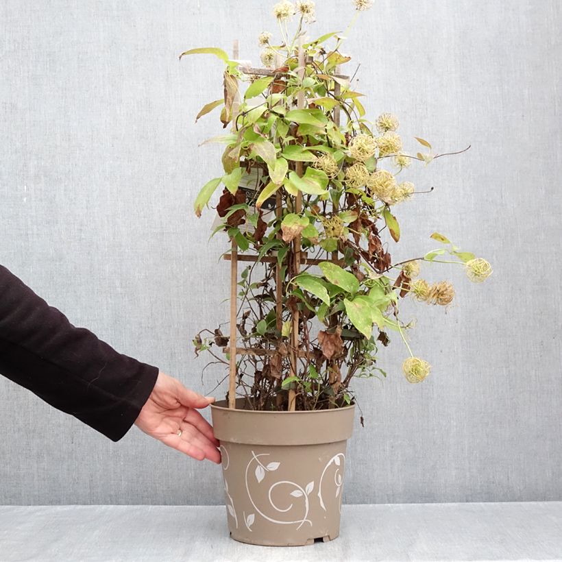 Exemplaar van Clematis Mix Blue - Grootbloemige clematis Pot van 6 l/7 l zoals geleverd in de herfst