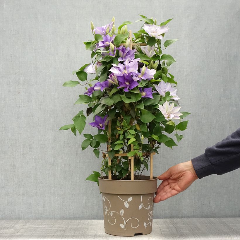 Example of Clématite - Clematis Three Sisters trio bleu Pot van 6 l/7 l as you get in printemps
