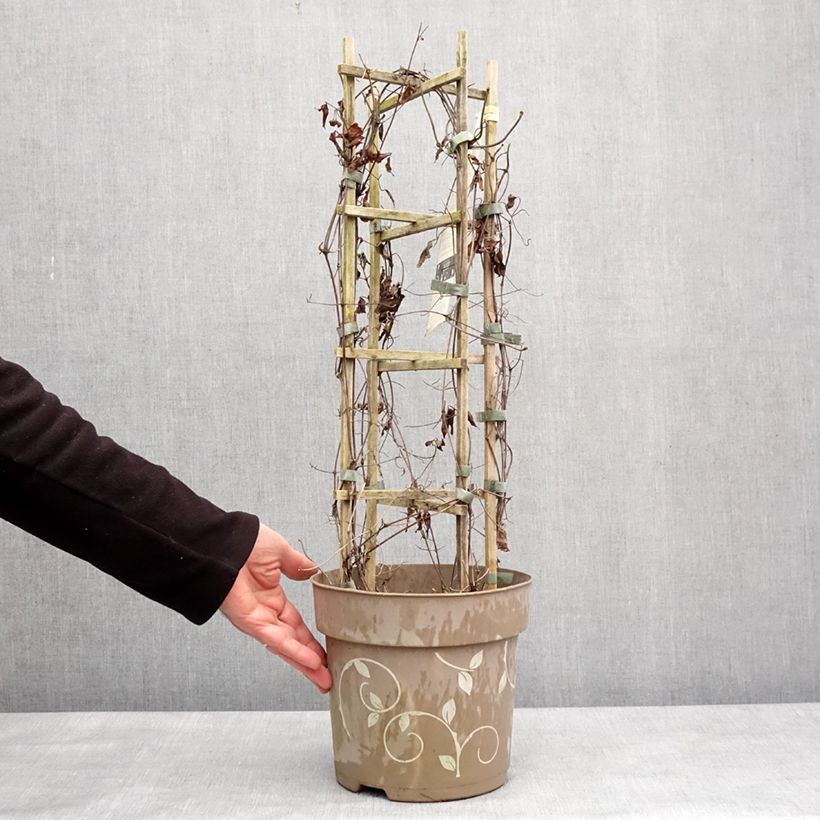 Example of Clématite - Clematis Three Sisters trio rose Pot van 6 l/7 l as you get in hiver