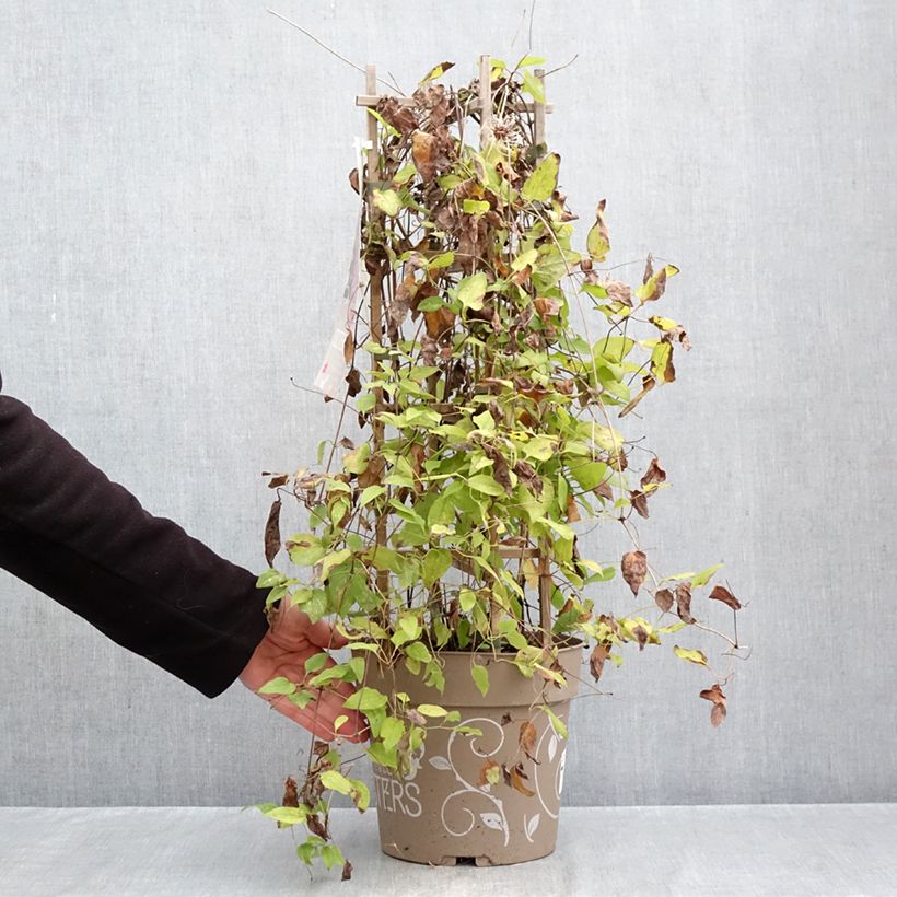 Exemplaar van Clematis Mix Red - Grootbloemige clematis Pot van 6 l/7 l zoals geleverd in de herfst