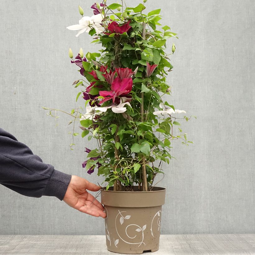Example of Clématite - Clematis Three Sisters trio rouge Pot van 6 l/7 l as you get in printemps