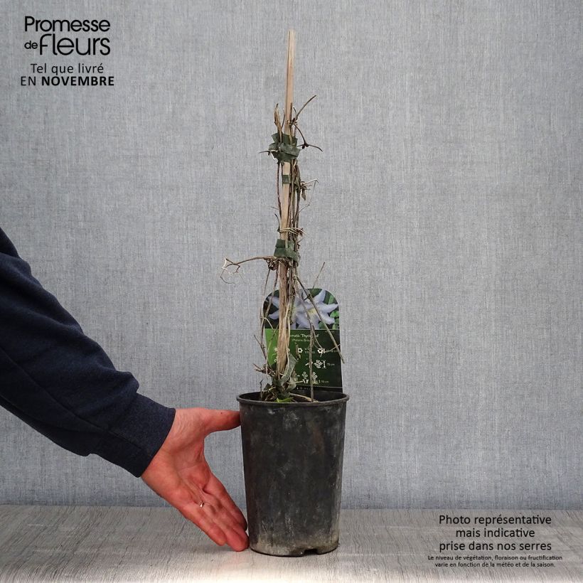 Exemplaar van Clematis Thyrislund - Grootbloemige clematis Pot van 1,5 l/2 l zoals geleverd in de herfst