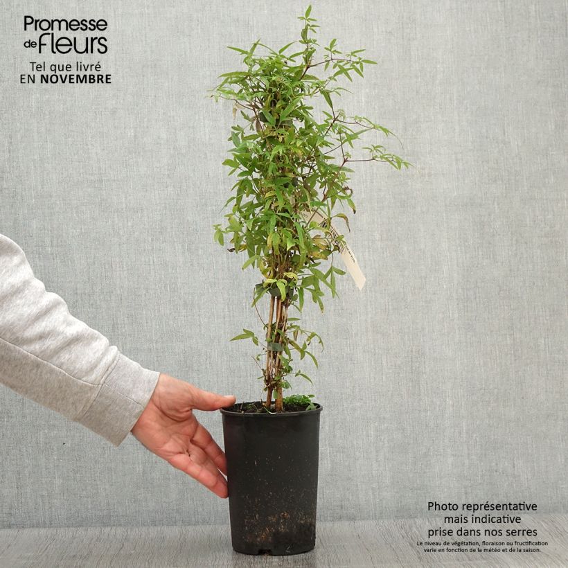 Exemplaar van Clematis tibetana Orange Peel - Gouden bosrank Pot van 2 l/3 l zoals geleverd in de herfst