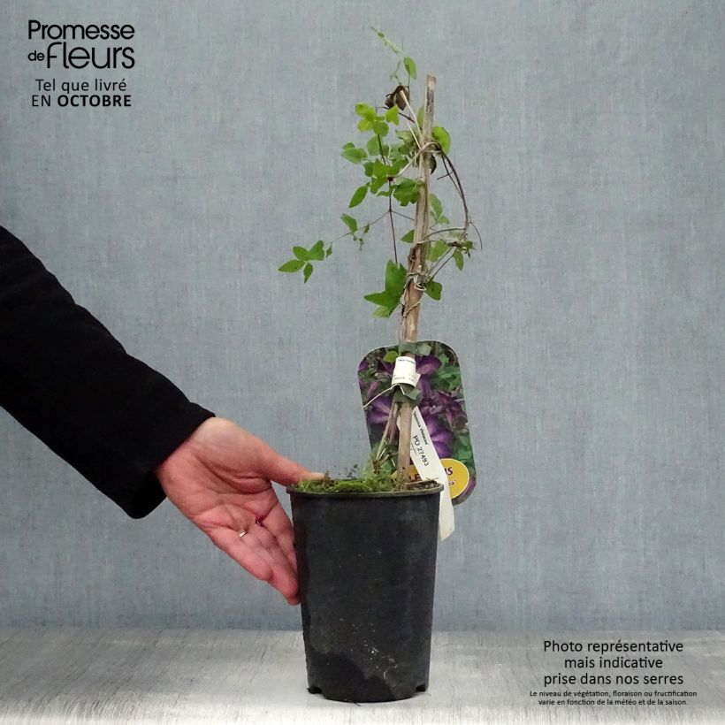 Exemplaar van Clematis florida Venosa - Bosrank Pot van 2 l/3 l zoals geleverd in de herfst