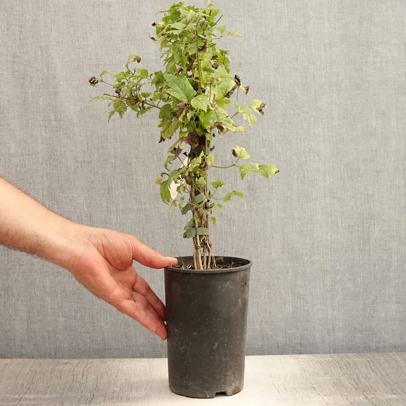 Exemplaar van Clematis vitalba - Wilde bosrank Pot van 2 l/3 l zoals geleverd in de zomer