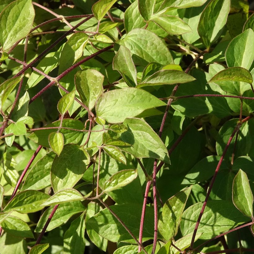 Clematis viticella Aotearoa - Italiaanse clematis (Blad)