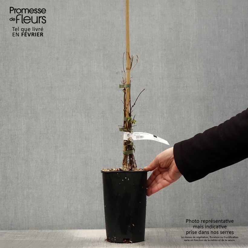 Example of Clématite - Clematis viticella Aotearoa Pot van 2 l/3 l as you get in hiver