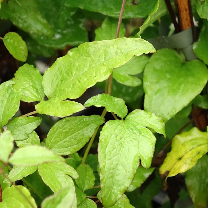 Clematis viticella Black Prince - Italiaanse clematis (Blad)