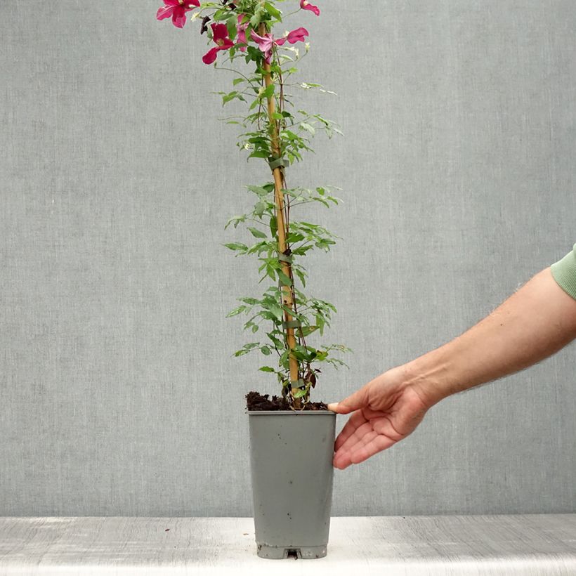 Exemplaar van Clematis viticella Burning Love - Italiaanse clematis Pot van 2 l/3 l zoals geleverd in de zomer