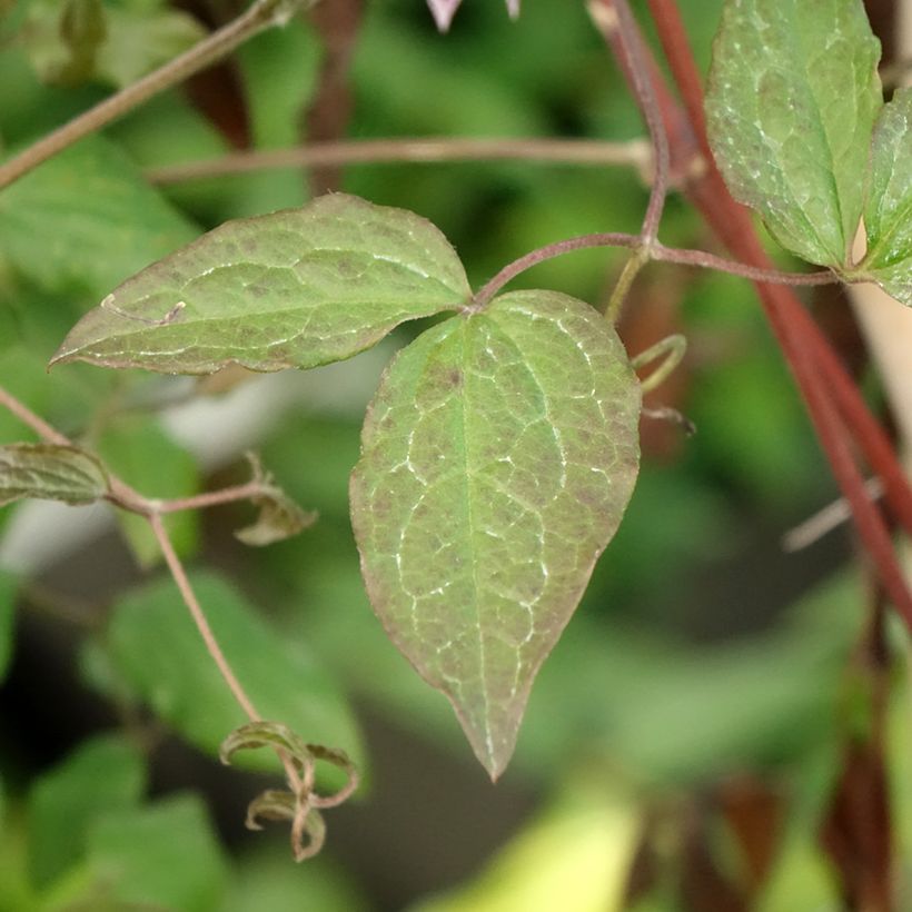 Clematis viticella Burning Love - Italiaanse clematis (Blad)