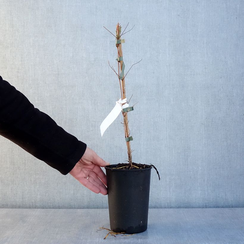 Example of Clematis viticella Glorious Day - Italiaanse clematis Pot van 1,5 l/2 l as you get in hiver