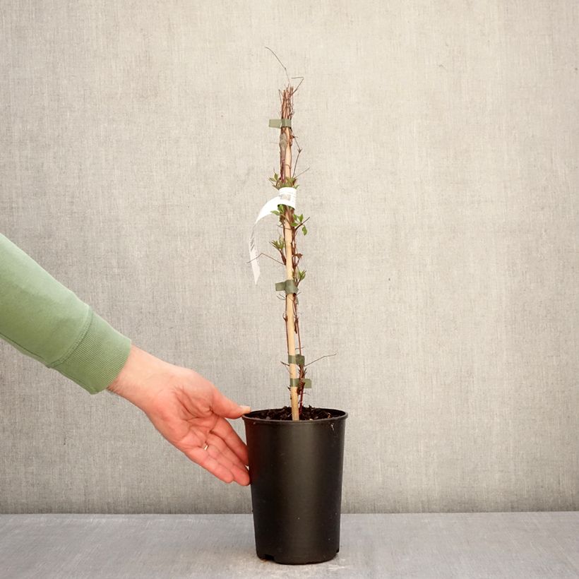 Exemplaar van Clématite - Clematis viticella Glorious Surprise Pot van 2 l/3 l zoals geleverd in de winter