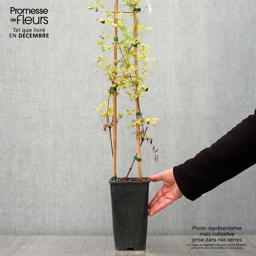 Exemplaar van Clematis Krakowiak - Italiaanse clematis Pot van 3 l/4 l zoals geleverd in de herfst
