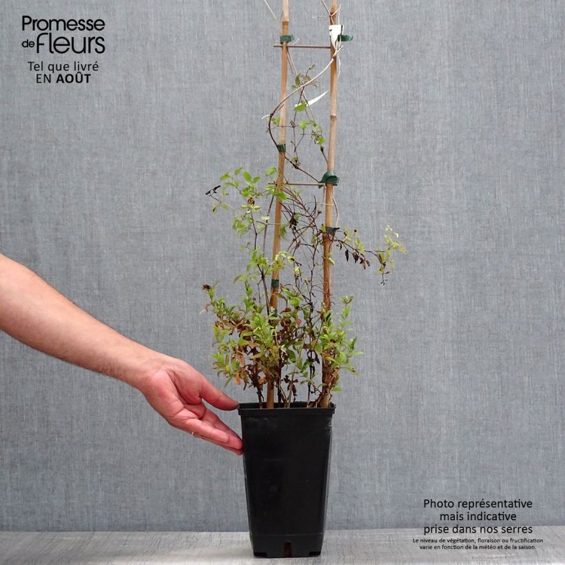 Exemplaar van Clematis Krakowiak - Italiaanse clematis Pot van 3 l/4 l zoals geleverd in de zomer