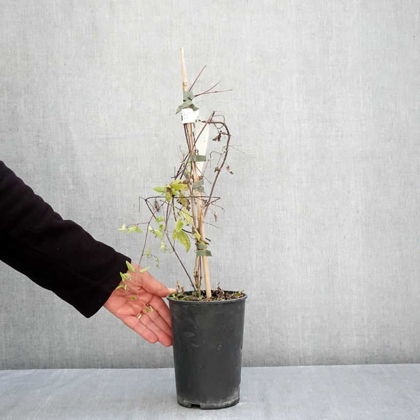 Exemplaar van Clematis Little Nell - Italiaanse clematis Pot van 2 l/3 l zoals geleverd in de herfst