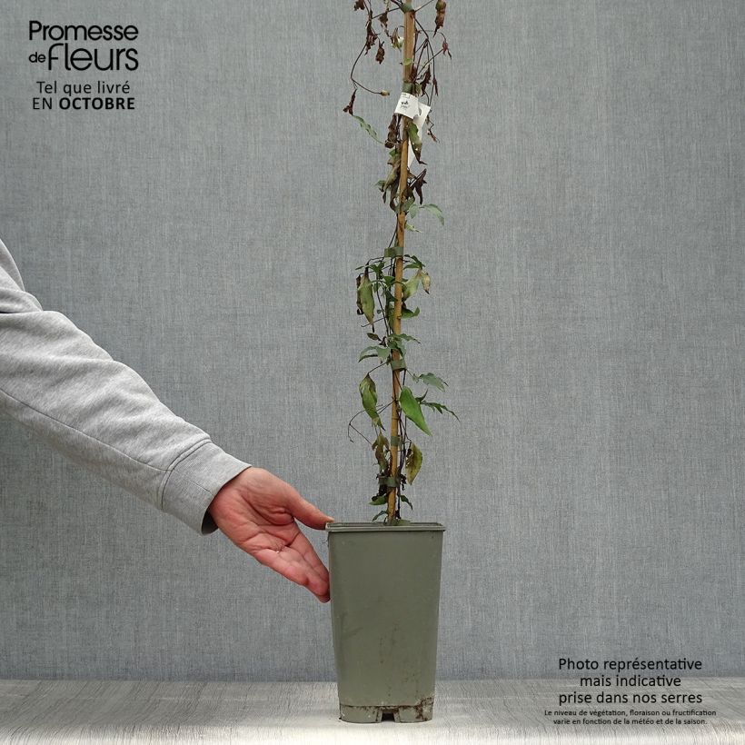 Exemplaar van Clématite - Clematis viticella Panther Pot de 2L/3L zoals geleverd in de herfst