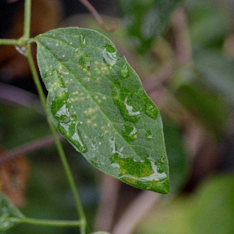 Clematis viticella Queen Mother - Italiaanse clematis (Foliage)