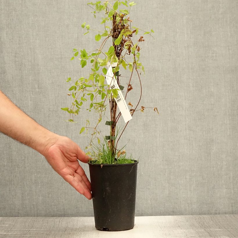 Exemplaar van Clematis viticella Royal Velours - Italiaanse clematis Pot van 2 l/3 l zoals geleverd in de zomer